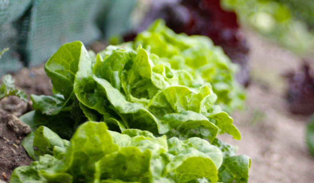 Growing a Low-Waste Vegetable Garden in DC | Package Free