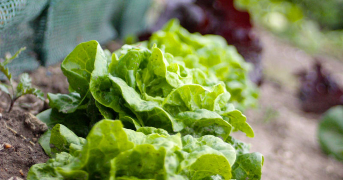 lettuce growing in garden