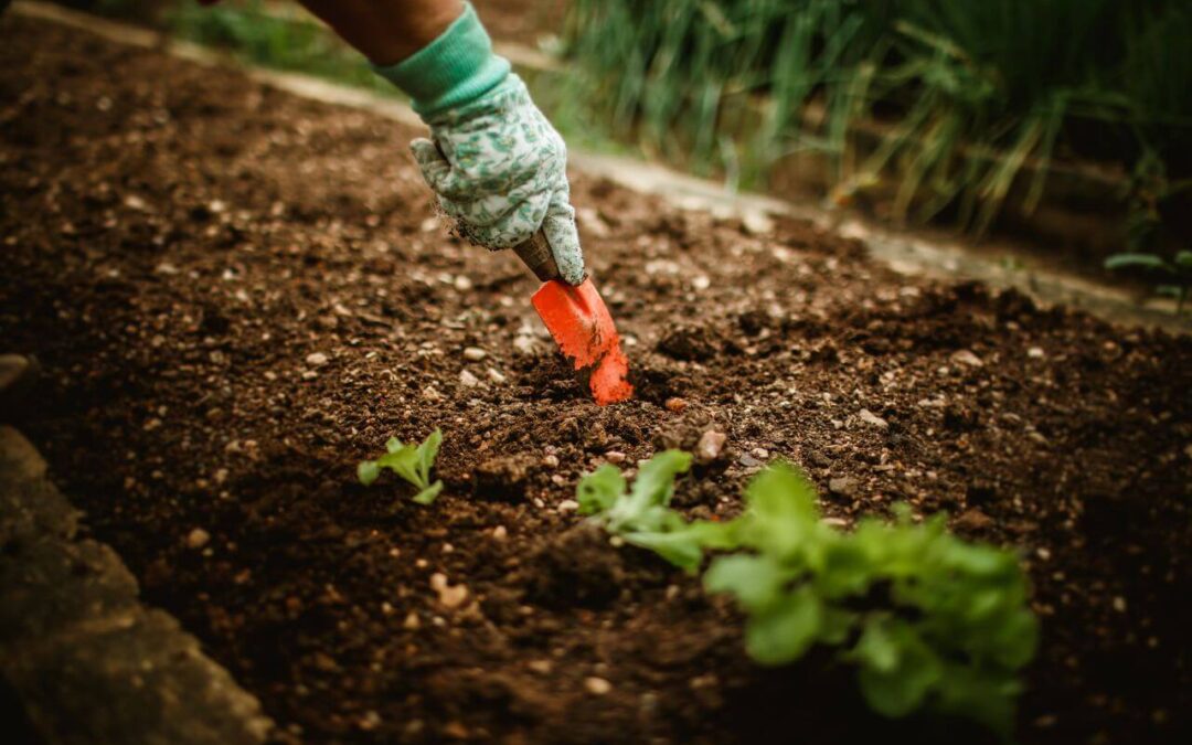 Digging In: Why I’m Starting My Own Veggie Garden