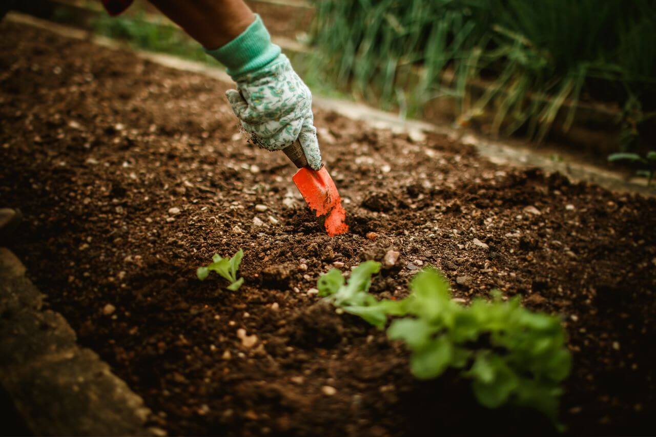 Digging In: Why I’m Starting My Own Veggie Garden
